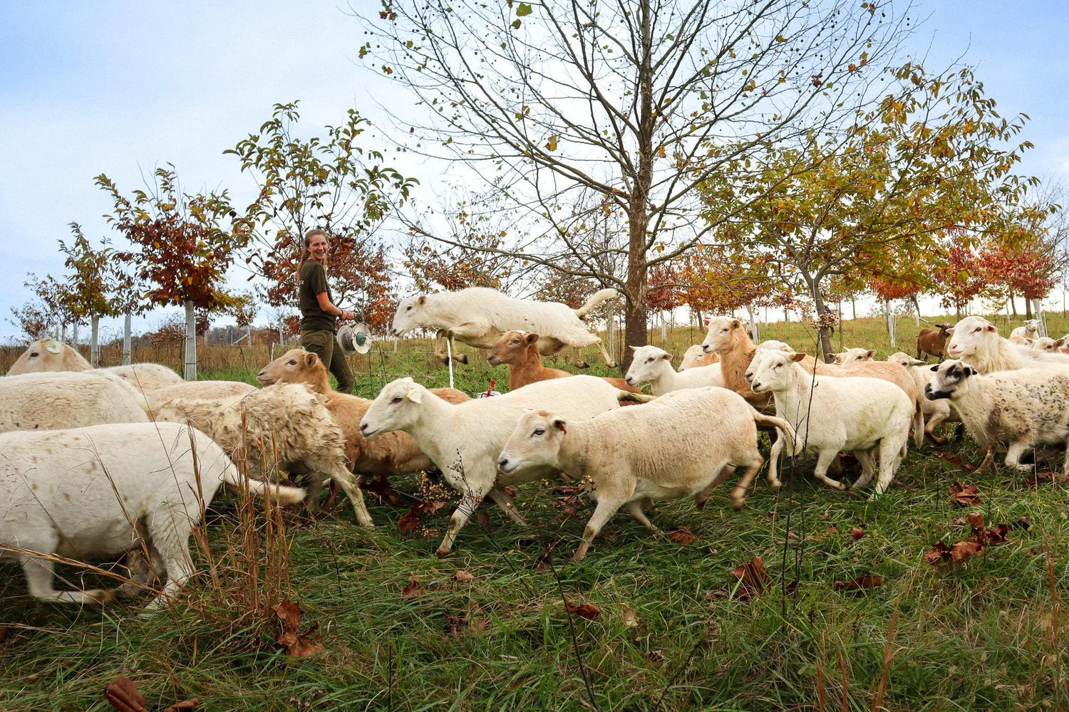 Pasture raised meat and farm share pickup near Nashville at DOZA