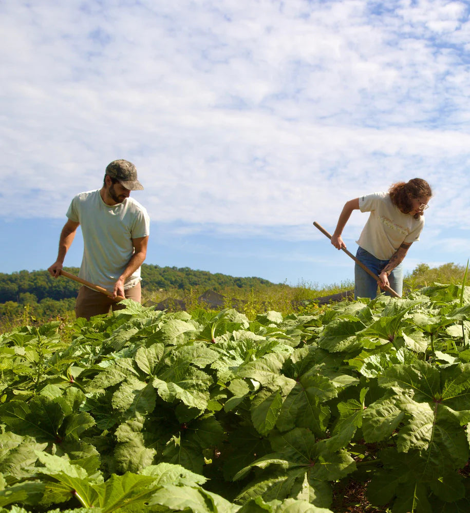 CSA pickup Hendersonville Tennessee from regenerative farm Caney Fork Farms