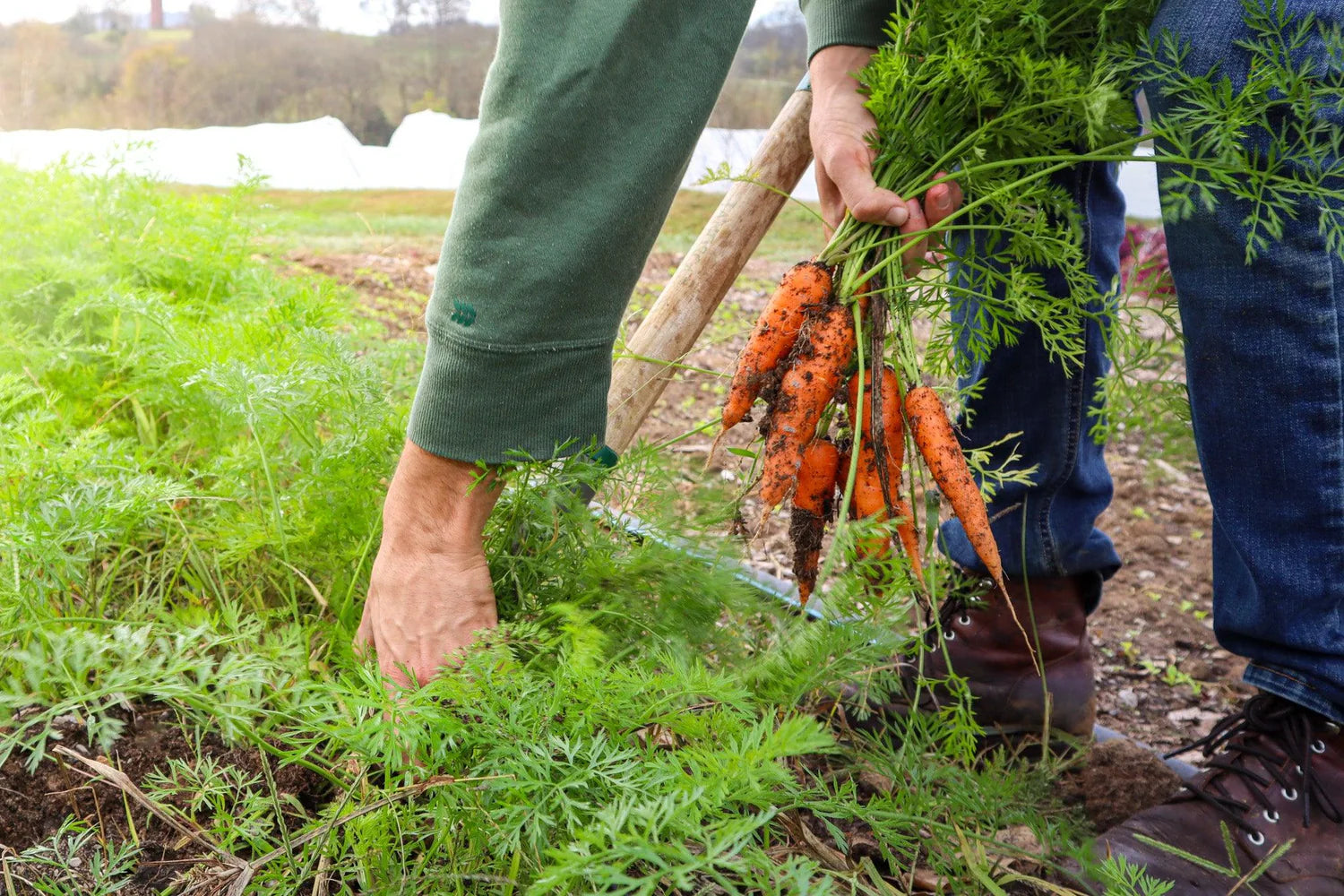Regenerative farm food from Caney Fork Farms CSA Tennessee